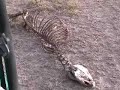 Africa Safari 