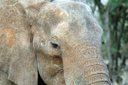 Africa Safari Best Clips Lions Rhinos Elephants