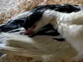 Muscovy ducklings 4 Muscovy ducklings 4