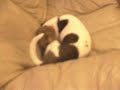my-dog-is-wiping-herself-on-the-couch-after-her-dog-bath.html