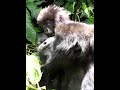 Uganda 898_NEW.avi