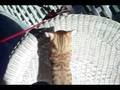 Bengal cat Mariah on the porch!