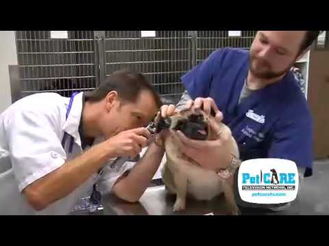 how to treat otitis externa in dogs