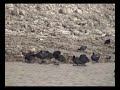 Short-Experimental Wildlife Documentary by Özgür Alptekin