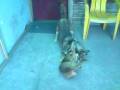 videos de juego de perros