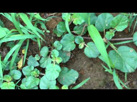 how to grow oenothera odorata