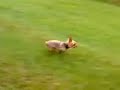 My Yorkies barking at birds and then the pursuit My Yorkies barking at birds and then the pursuit