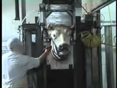 girl slaughter animal