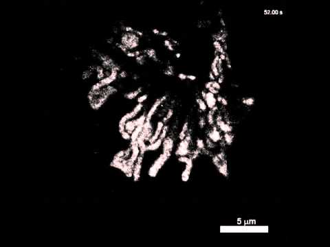 Super resolution video tdEOS labeled PDHA1 accumulated in mitochondria in live COS-7 cell