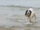 videos de ENGLISH SPRINGER SPANIEL AT SEASIDE