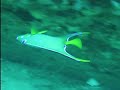 Queen angelfish Queen angelfish