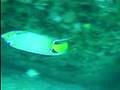 Queen angelfish