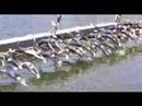 USAT Twenty-12 & Collegiate Nationals Highlights