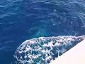 Golfinhos em Fernando de Noronha