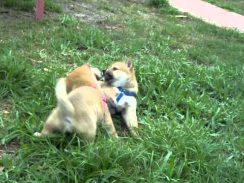 Nyla & Hackles fighting