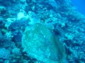 SCUBA DIVE Kwajalein Marshall Islands