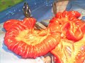 Extremely Large Canine Tapeworms - Removal
