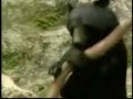 Oso habilidoso Oso habilidoso