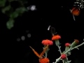 Heliconius hecale 1 Heliconius hecale 1