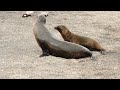 Sea Lion Mother & Pup