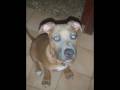 un año con mi pitt bull