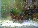 Mantis shrimp lacks coordination