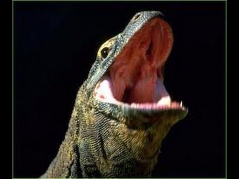 YouTube reptile video