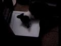 Mila the tuxedo cat eats her treats