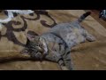 Click here to watch this video 寝るトラ まんまるおめめ
