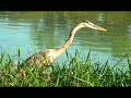 Madison Florida Birds