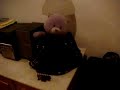 The Share Bear Show Episode 1 The Share Bear Show Episode 1