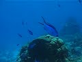 Cancun Scuba