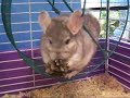 Cute Chinchilla Cute Chinchilla