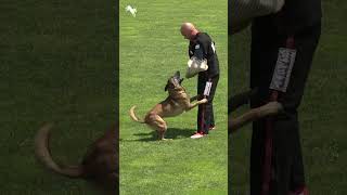 Malinois Lanzado