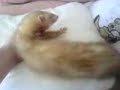 sleeping ferret sleeping ferret