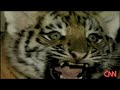 Birth of two rare Siberian tiger cubs Birth of two rare Siberian tiger cubs