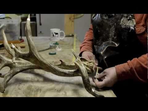 how to measure mule deer antlers