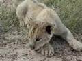 Baby-Lion