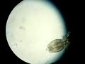 Daphnia Age 1 hour , Water Flea , Moina Daphnia Age 1 hour , Water Flea , Moina