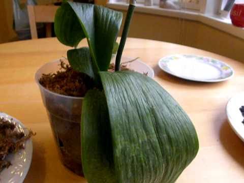 how to replant a dying orchid