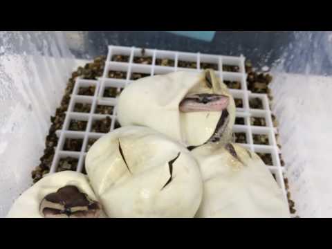 YouTube reptile video