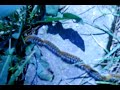 Tırtılların Toplu Göçü - Hayvan Videoları