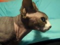 My sphynx kitteh. :3