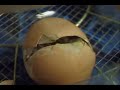 Chicken Egg Hatches In Incubator (Realtime)