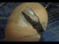 Chicken Egg Hatches In Incubator (Realtime)