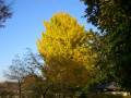 紅葉爛熟 国営昭和記念公園 Autumnal leaves at Kokuei SyowaKinen Park