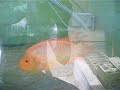 Flowerhorn with two purple parrots...