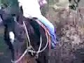 cavalino danilinho
