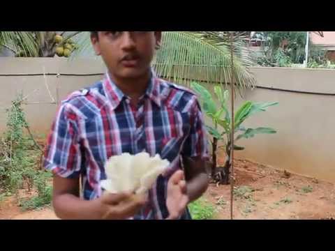 how to harvest mushrooms