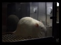 Alcoholic mouse